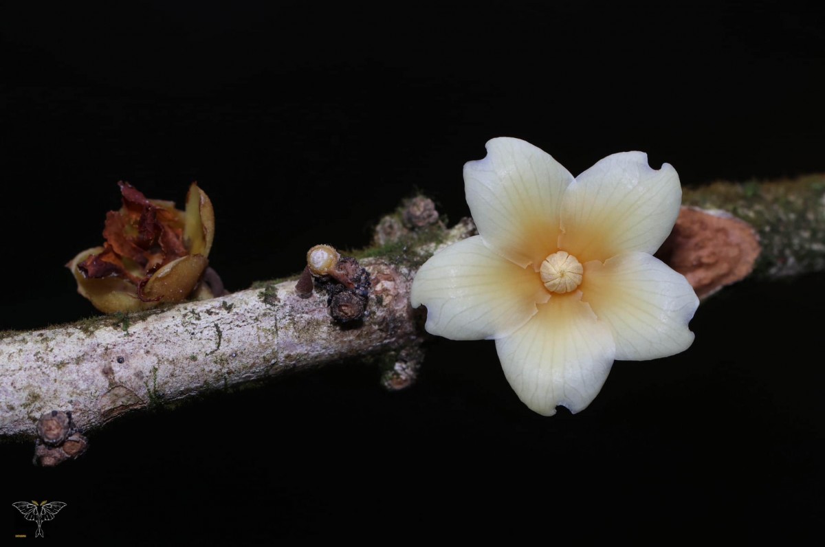 Stemonoporus canaliculatus Thwaites